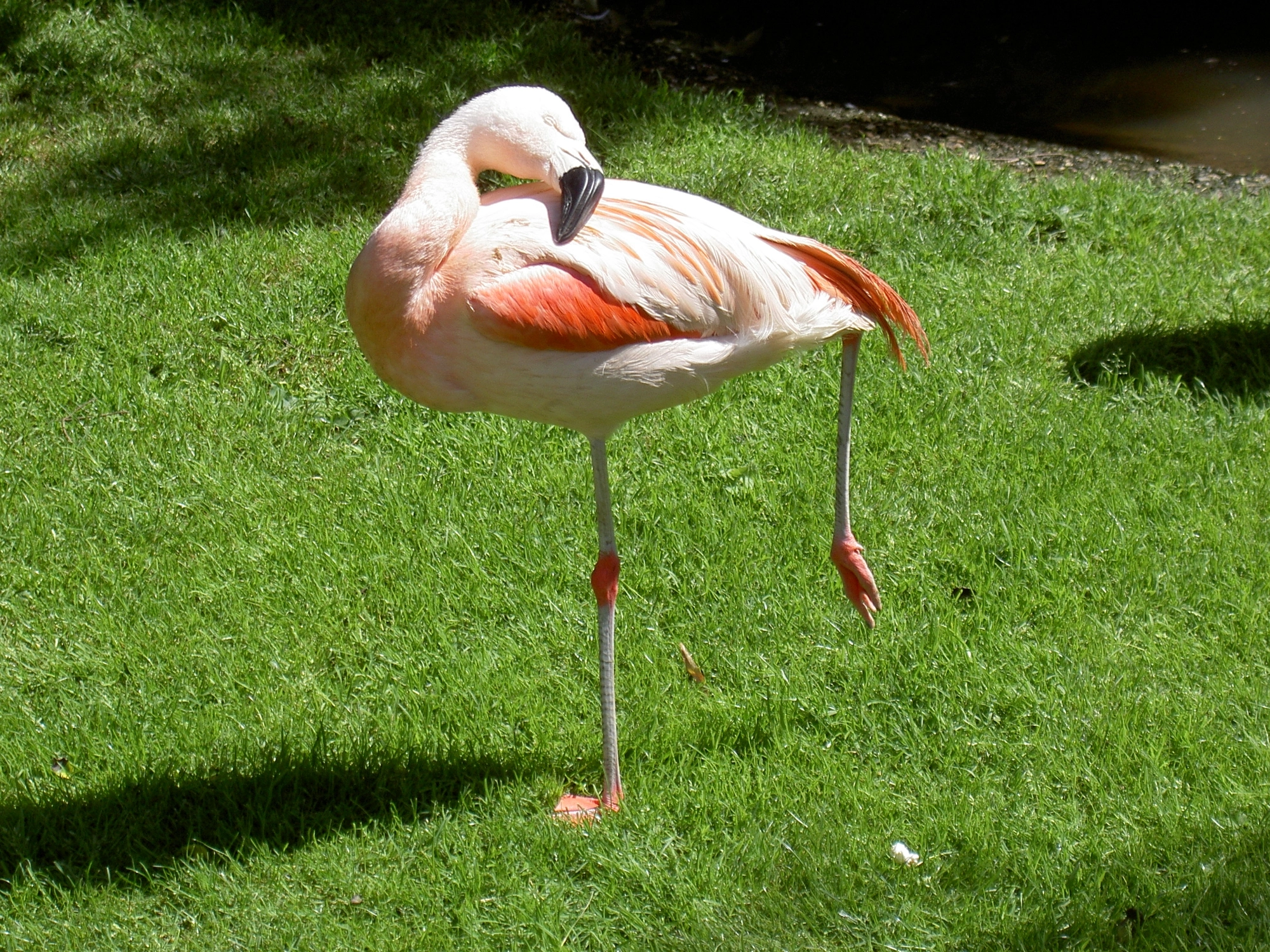 Besök Djurpark, troligen Zoo de Cerza Besök Djurpark, troligen Zoo de Cerza
