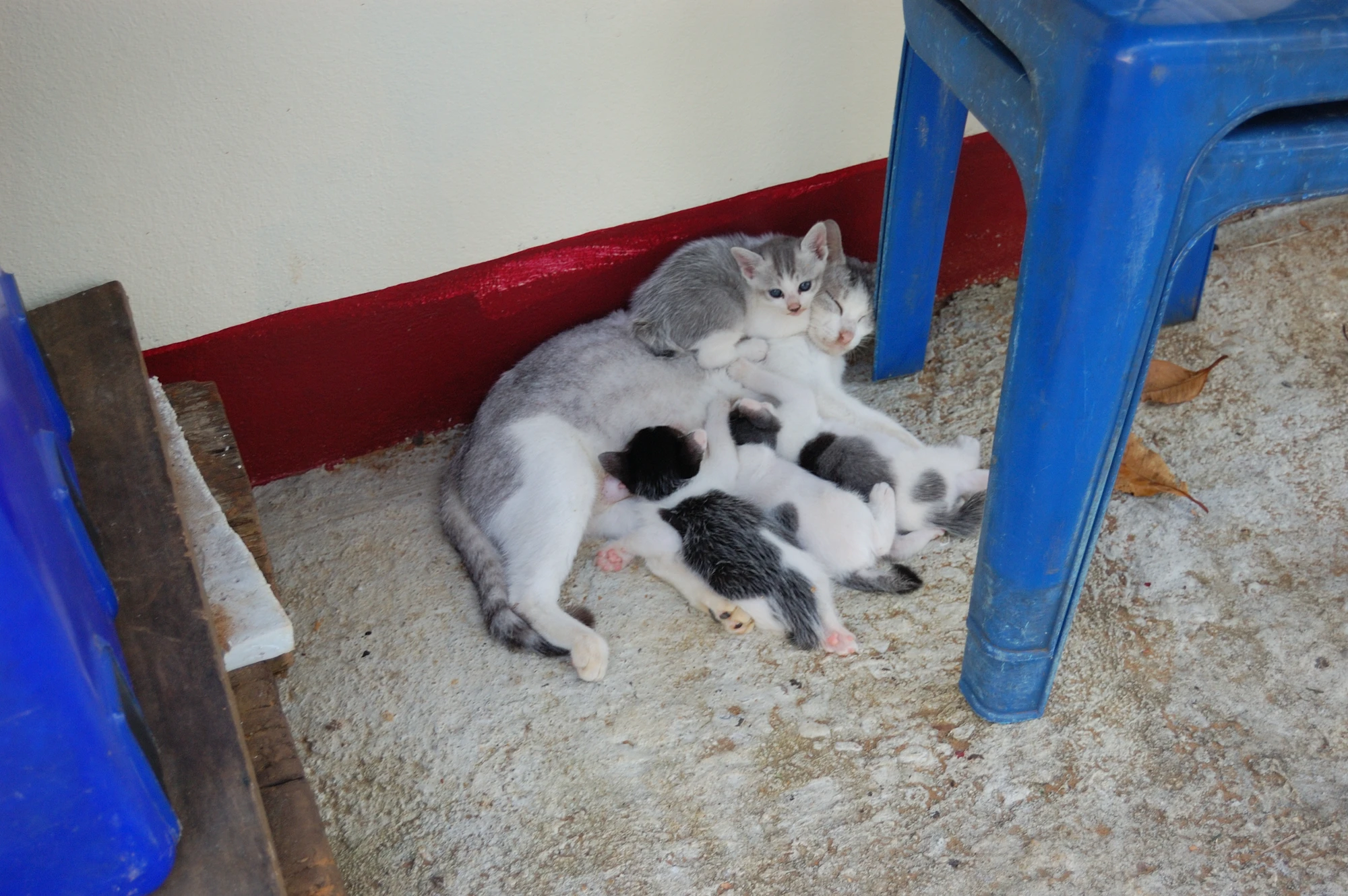 Extremt populär kattfamilj vid resorten