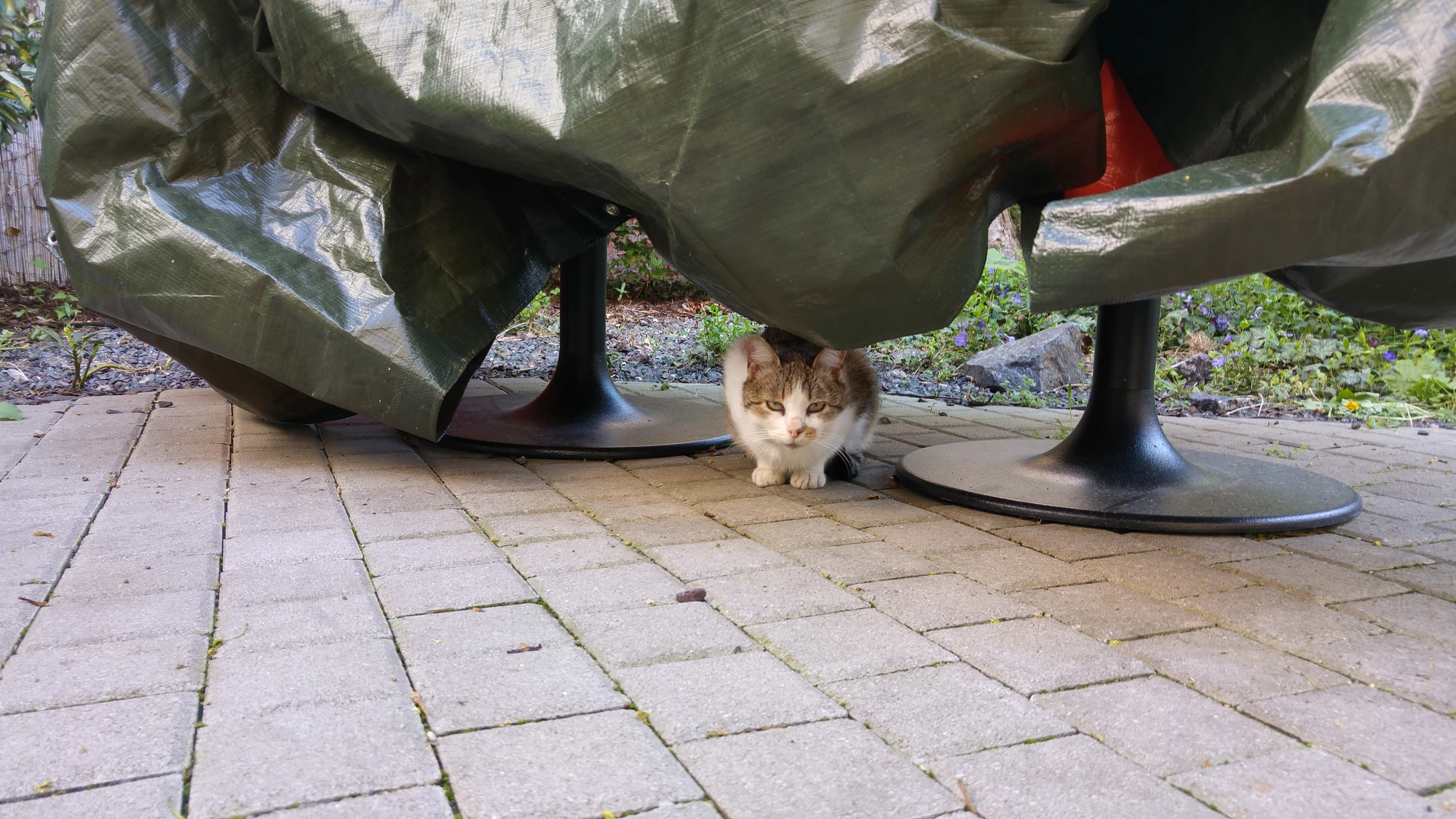 En katt...