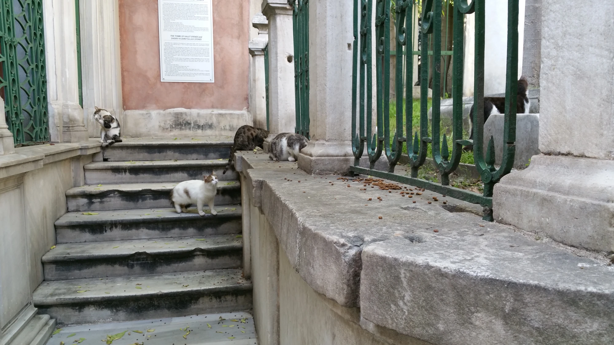 Katter överallt i Istanbul Katter överallt i Istanbul