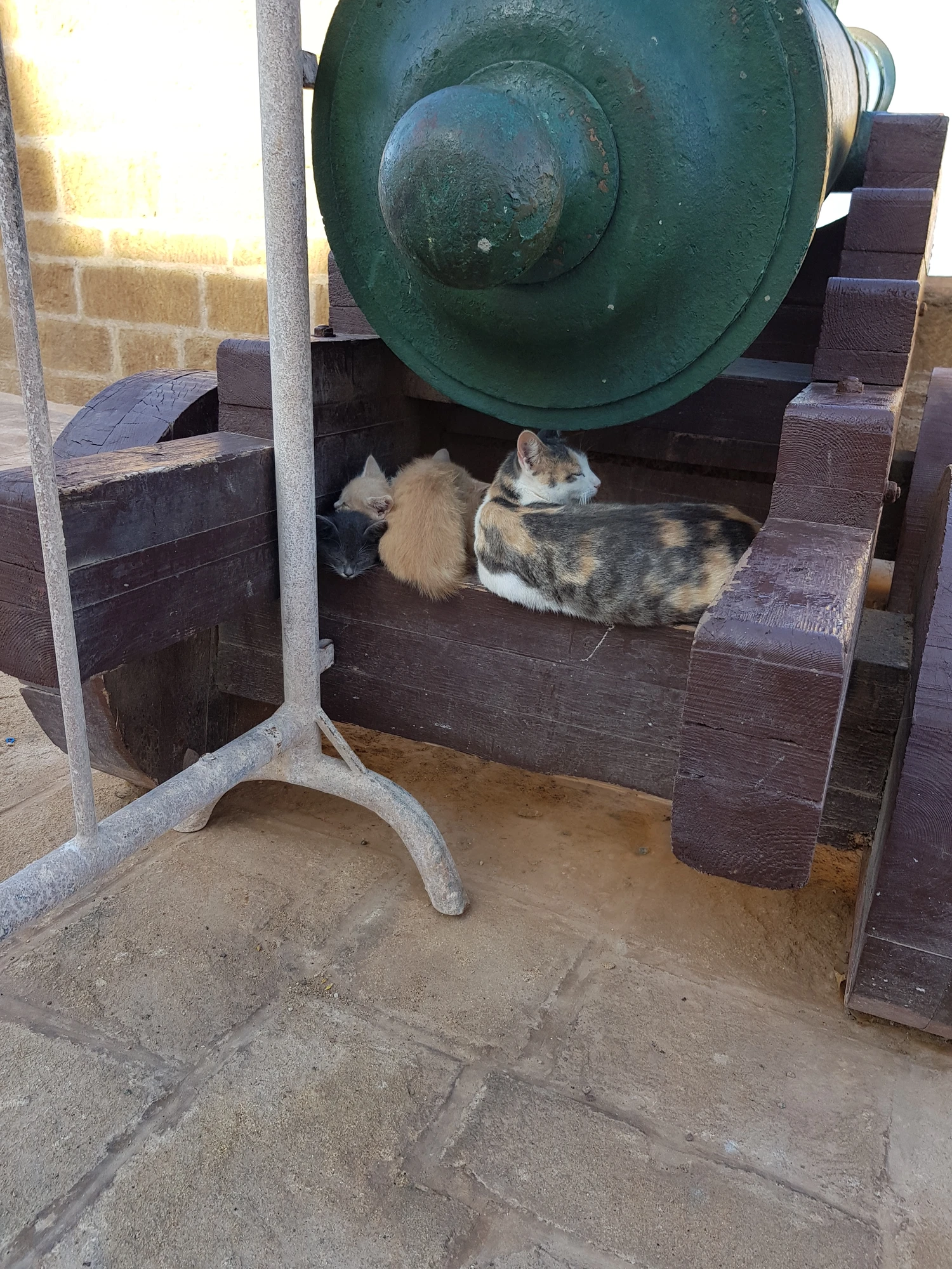 Och en kattfamilj vid en annan kanon