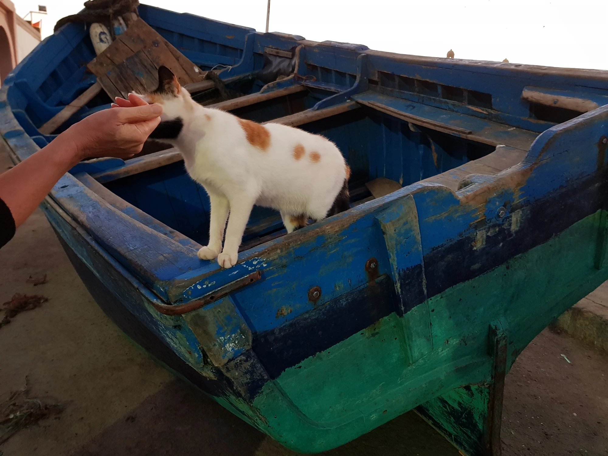Ytterliggare en katt, vaken och vill bli klappad
