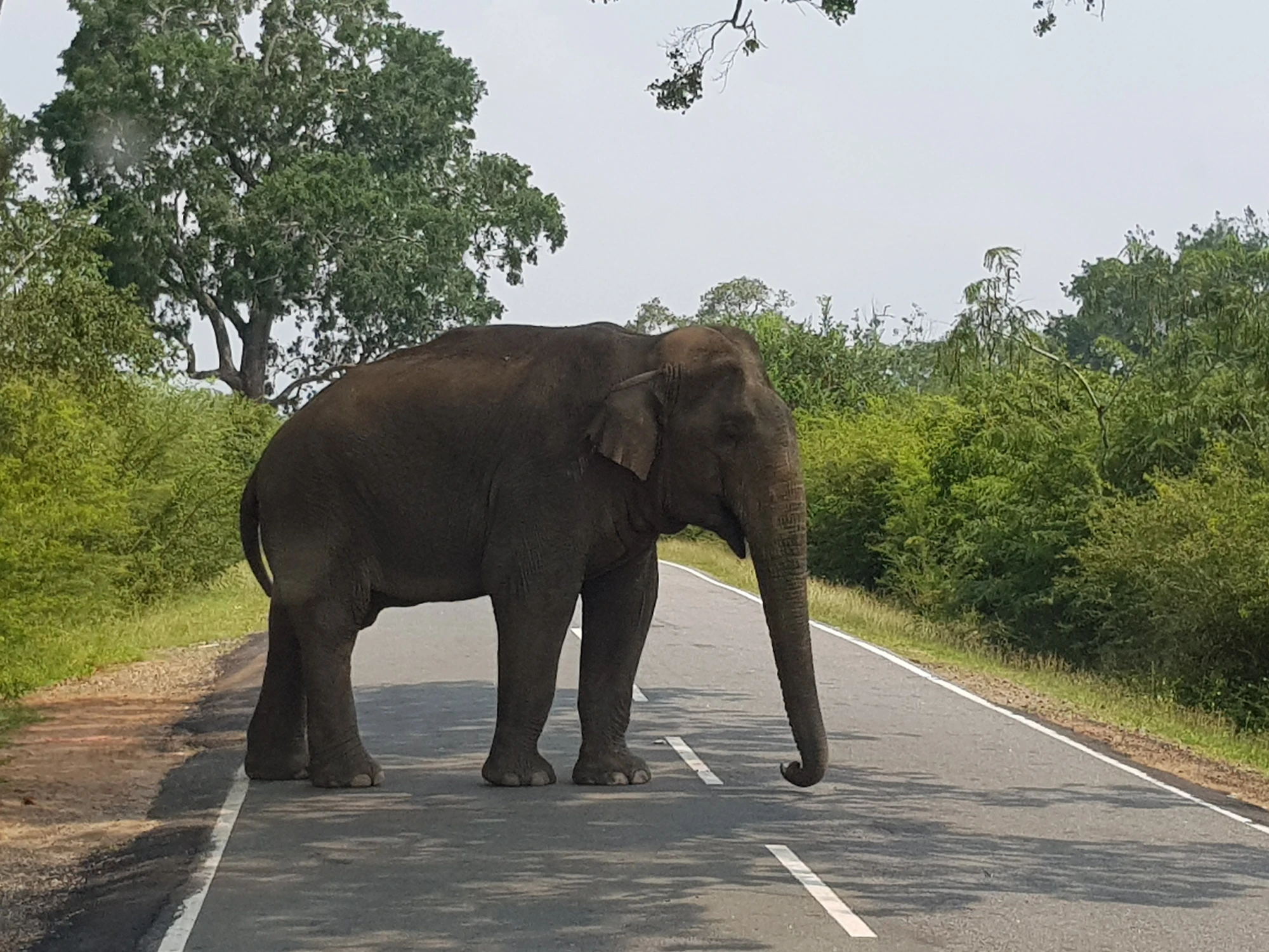 Nu Yala National Park, väldigt social elefant