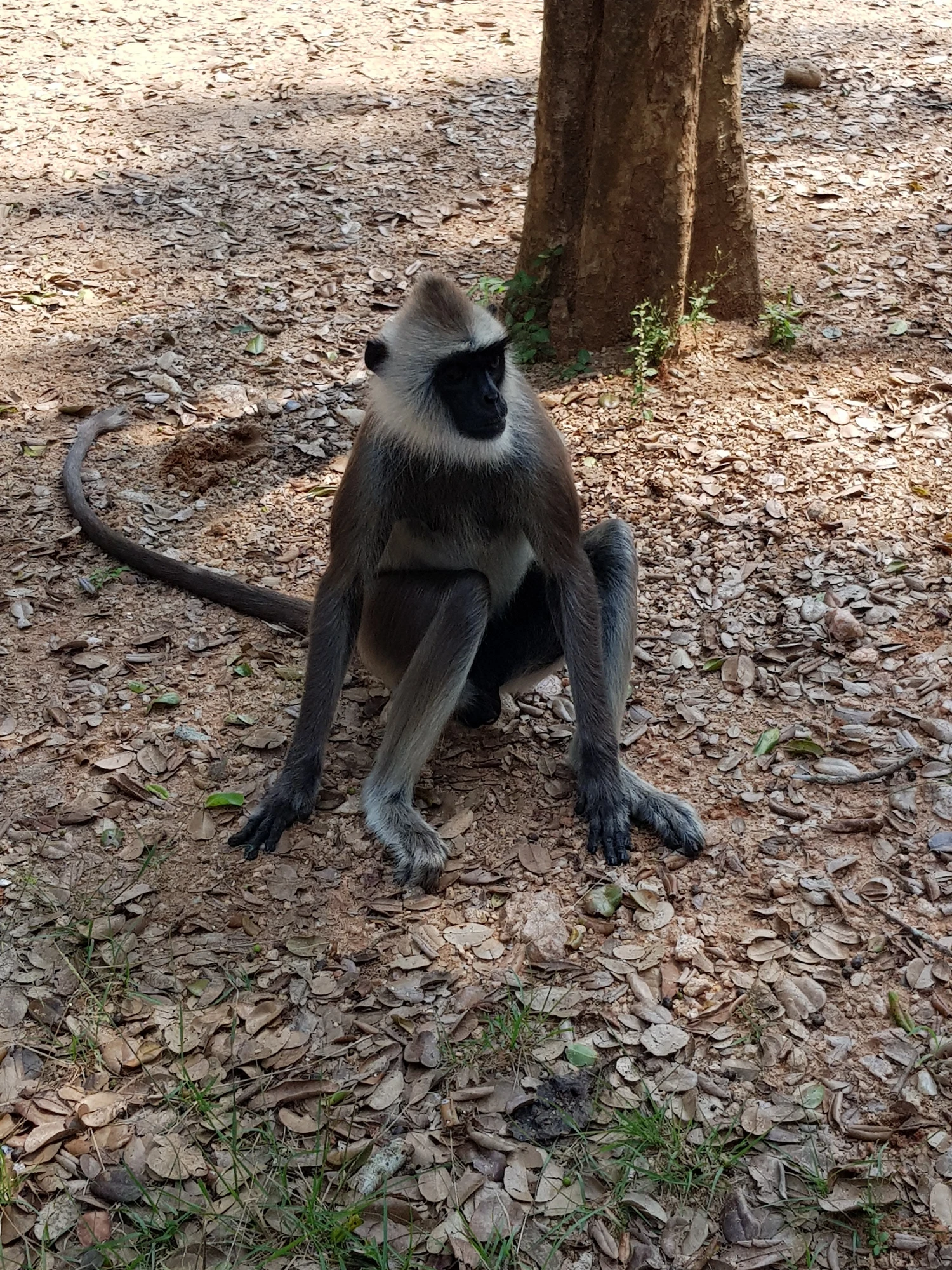Nationalparken, en Langur. Typ.