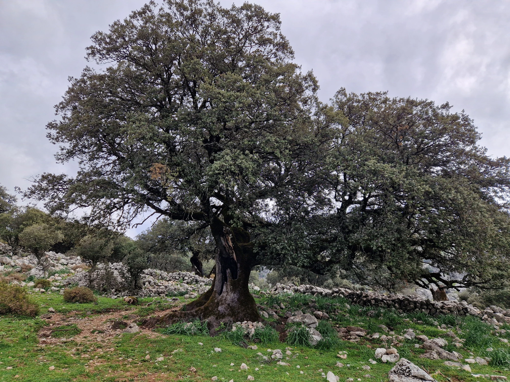Vandring 1 Grazalema