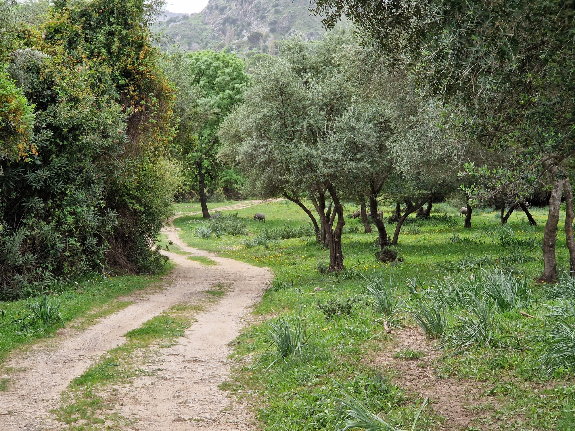 Vandring 3 norr om staden Grazalema
