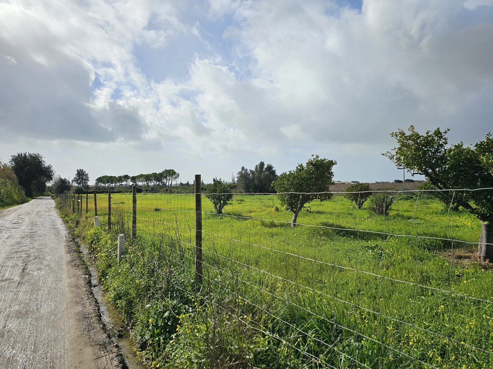Tavira20260213 104511 009