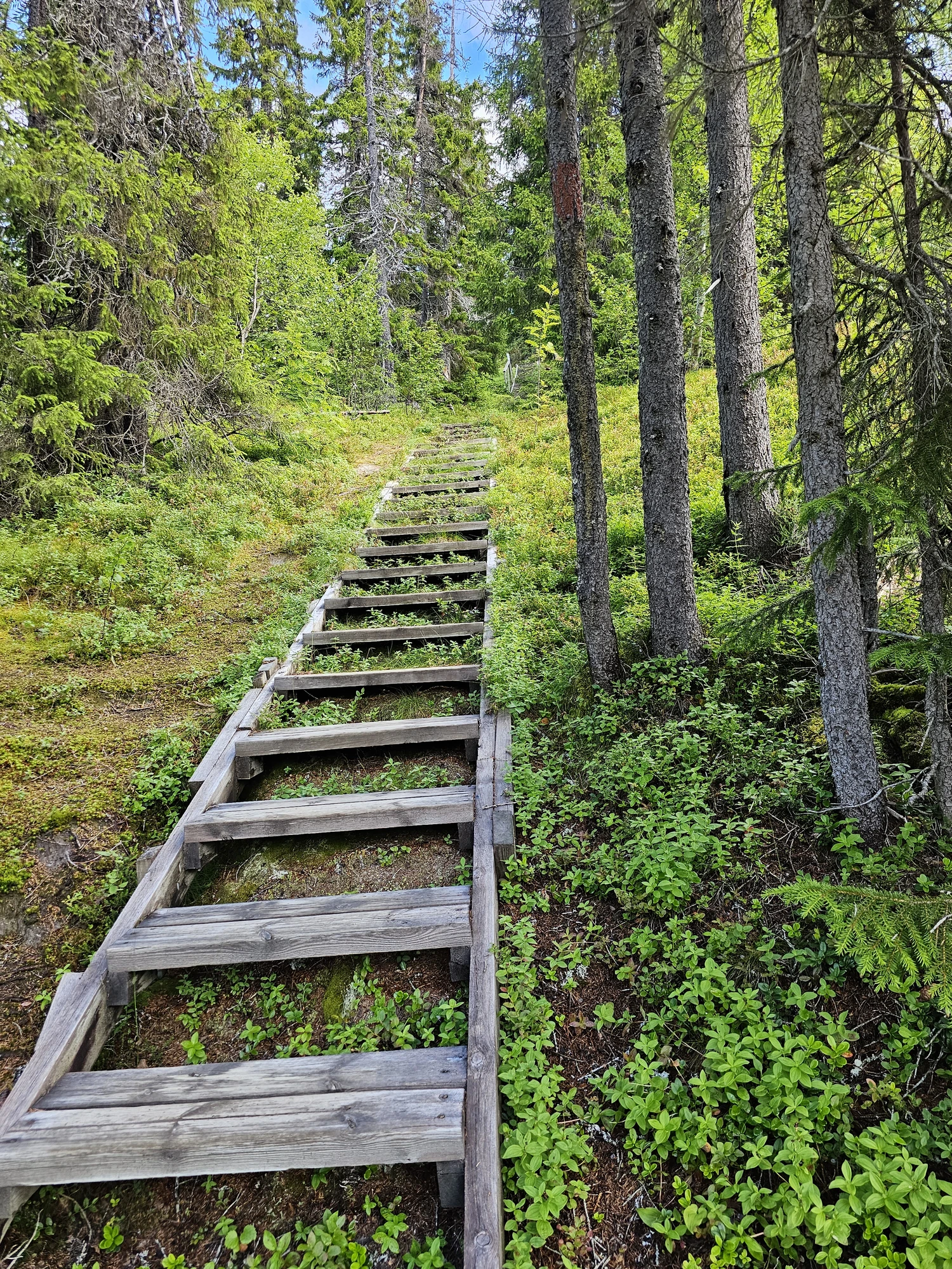 Många långa trätrappor i naturreservatet Många långa trätrappor i naturreservatet