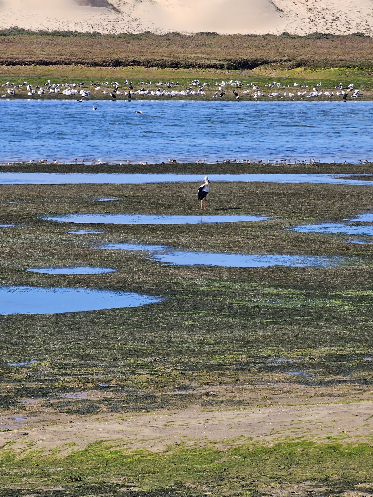 Faro20260215 1054340 003