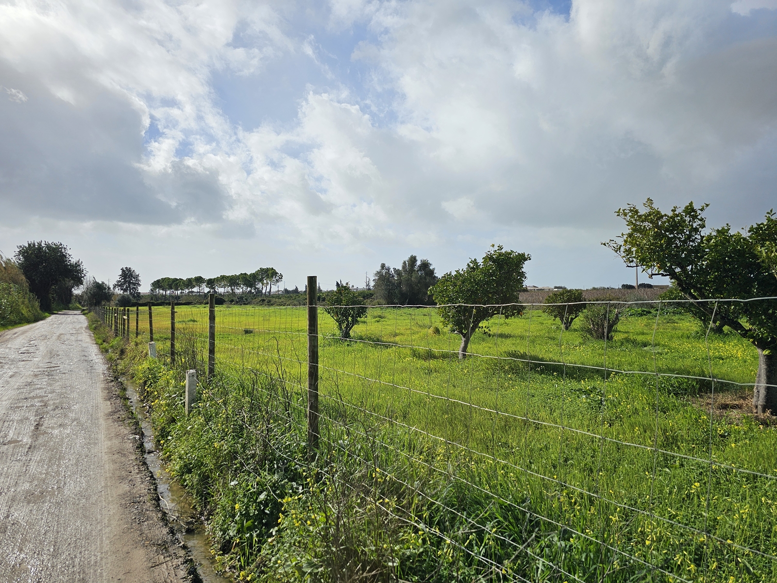 Tavira20260213 104511 009