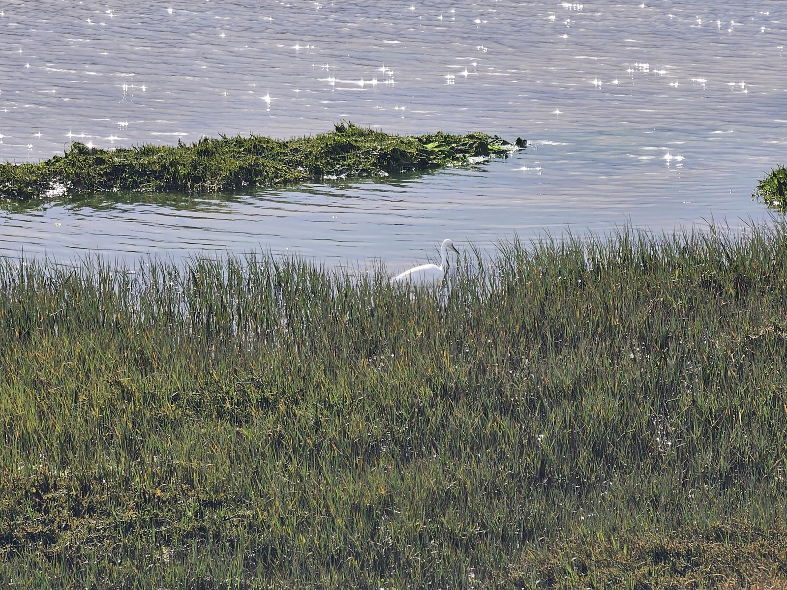 Tavira20260213 115009 011