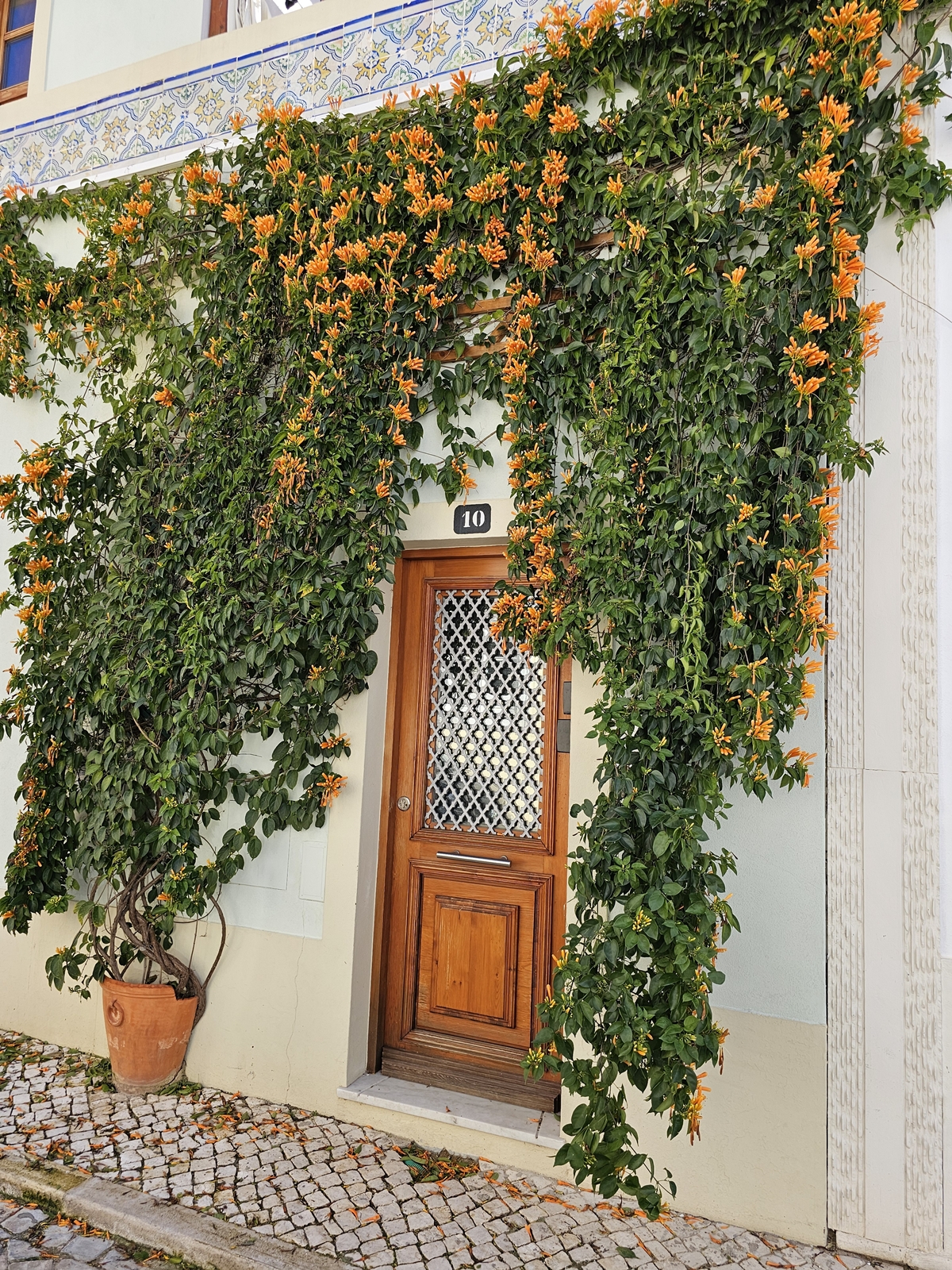 Tavira20260214 112615 018