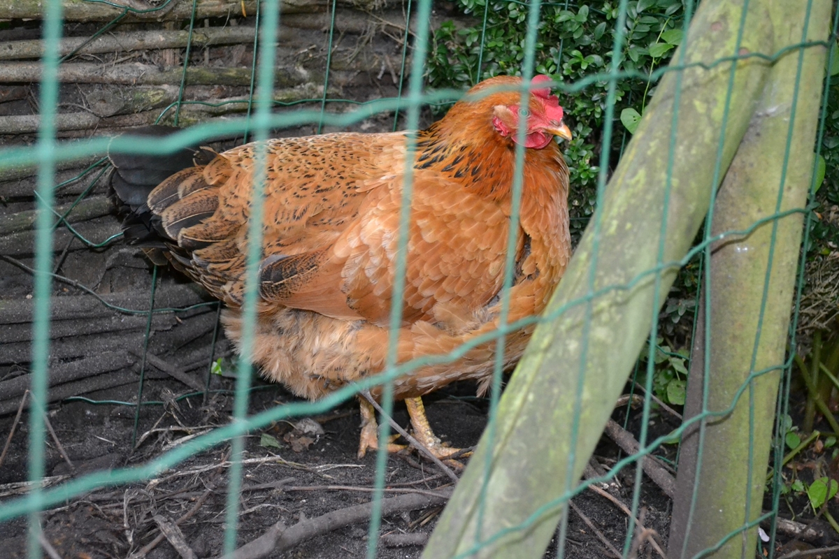 DSC 0196