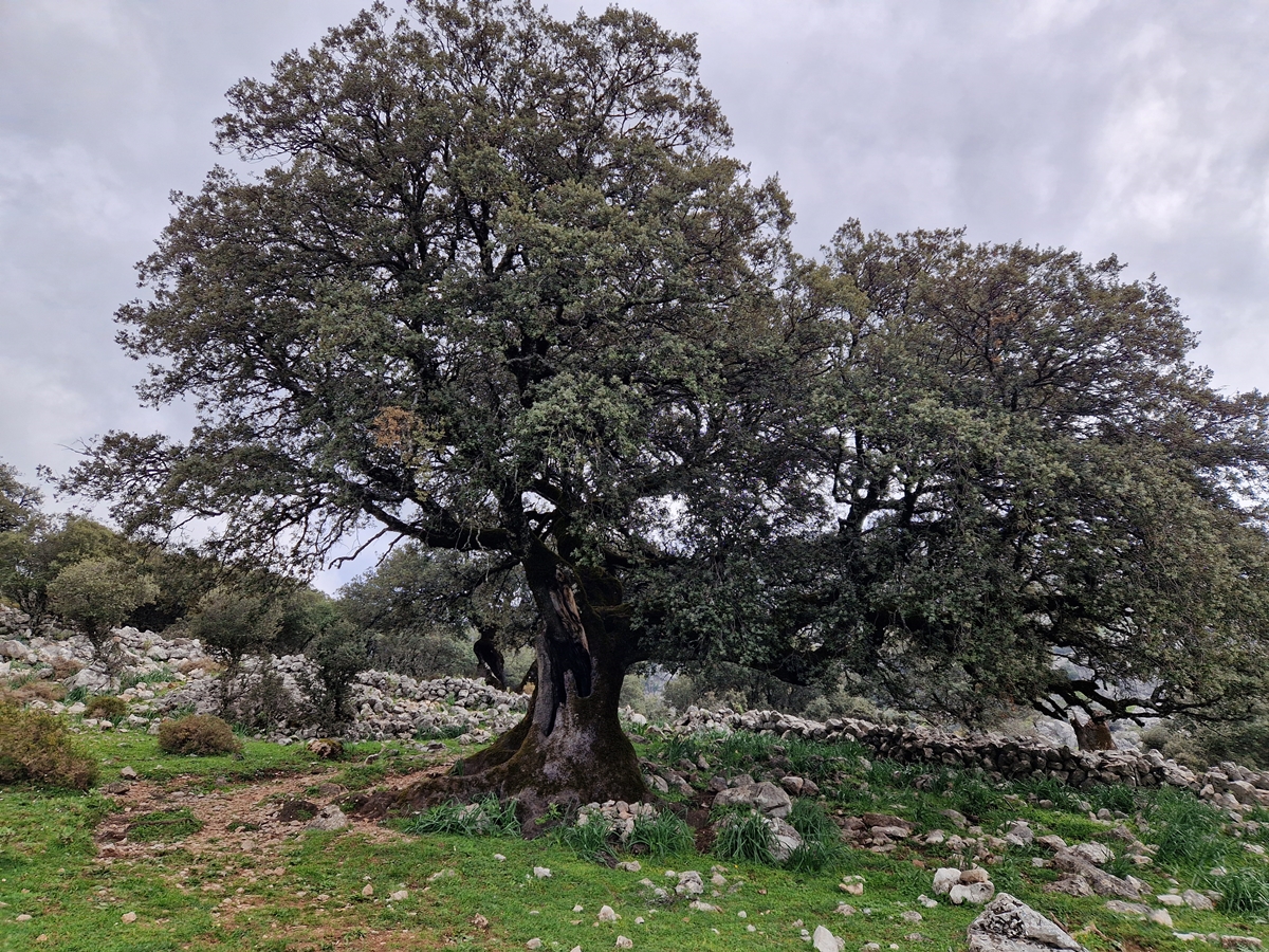 Vandring 1 Grazalema