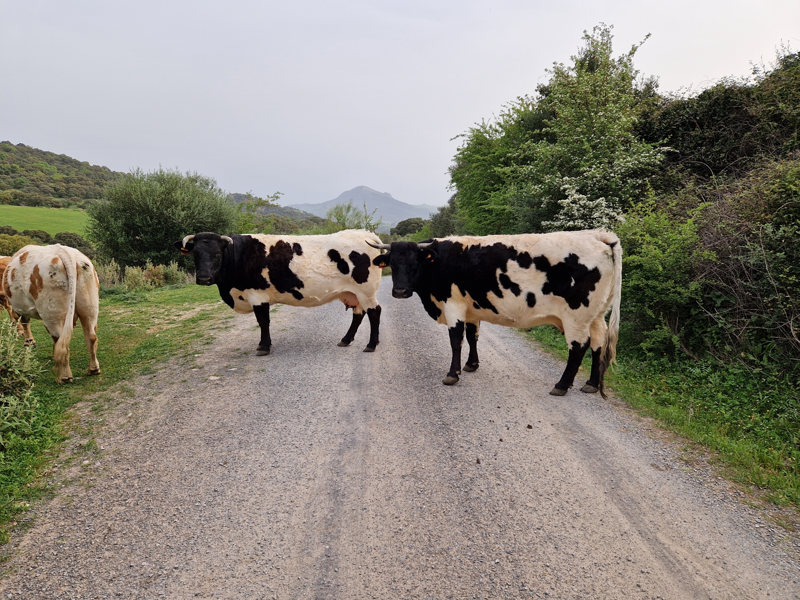 Vandring 3 norr om staden Grazalema