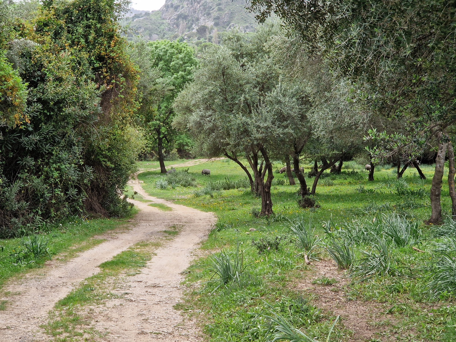 Vandring 3 norr om staden Grazalema