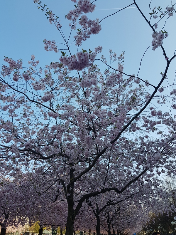 20190426 171218