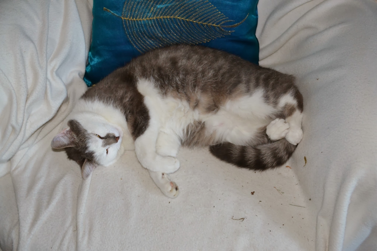 DSC 0001