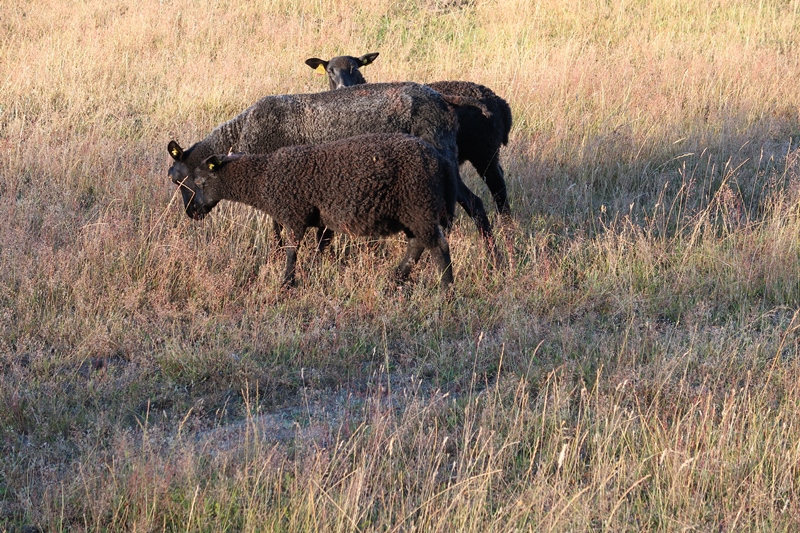 Haväng, får
