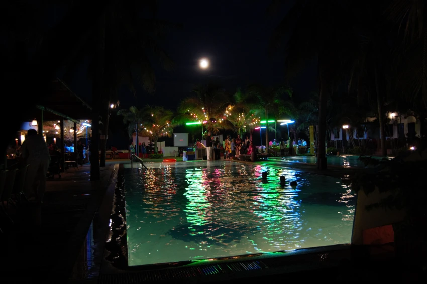 Dolphin new year
