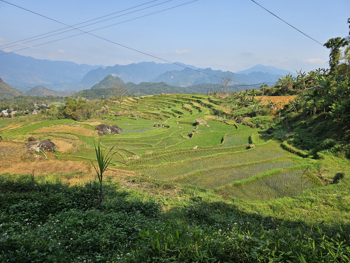 Pu Luong risfält