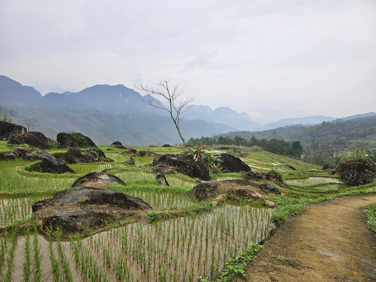 Pu Luong risfält