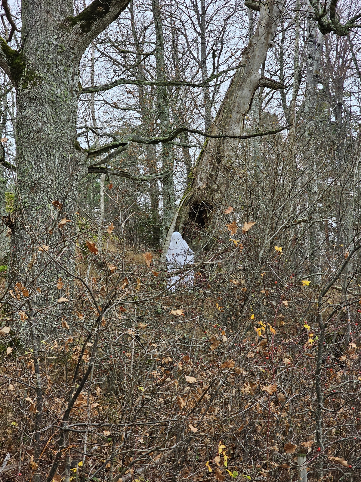 Haringe20251106 101237 002