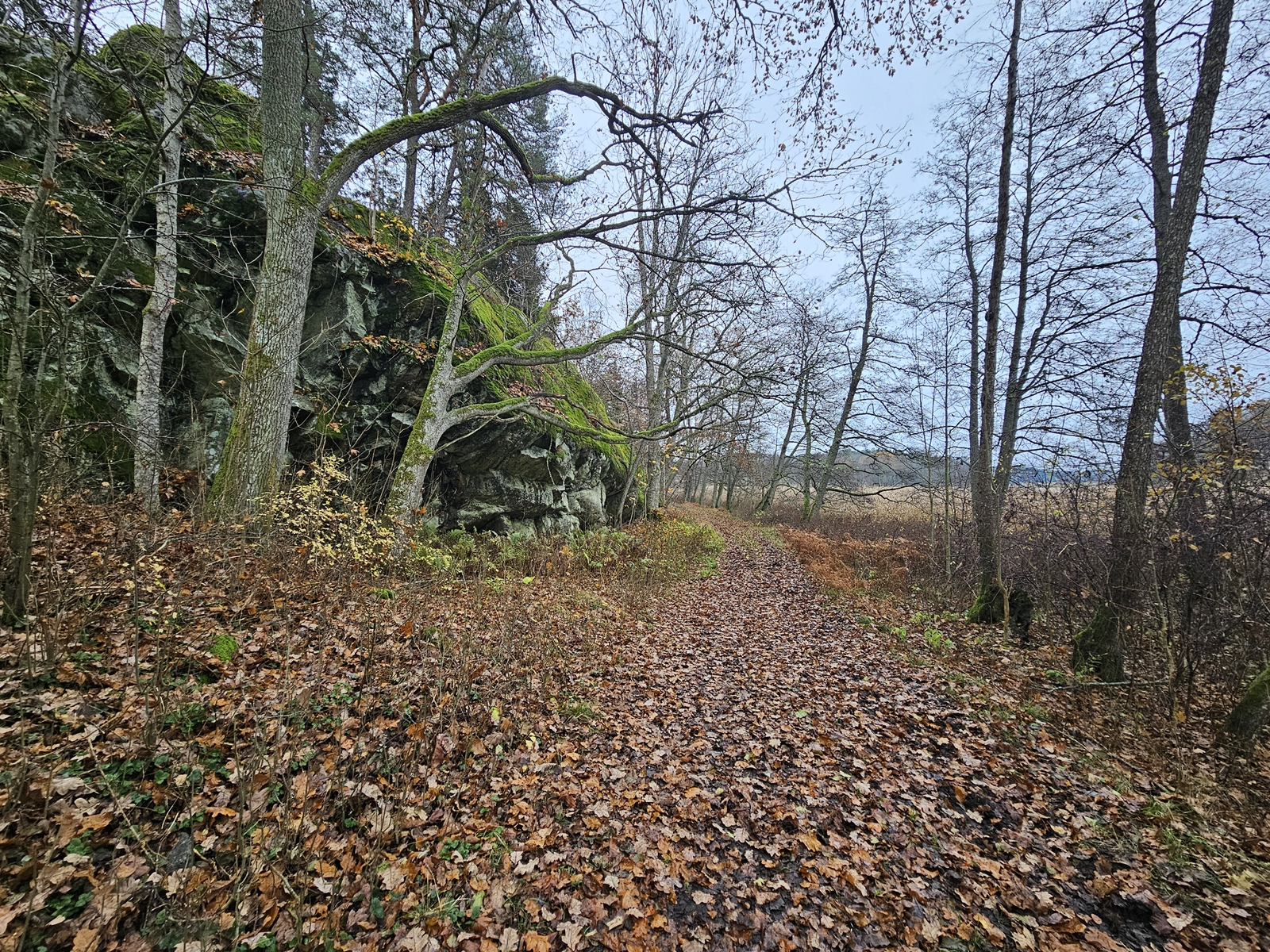 Haringe20251106 114724 005