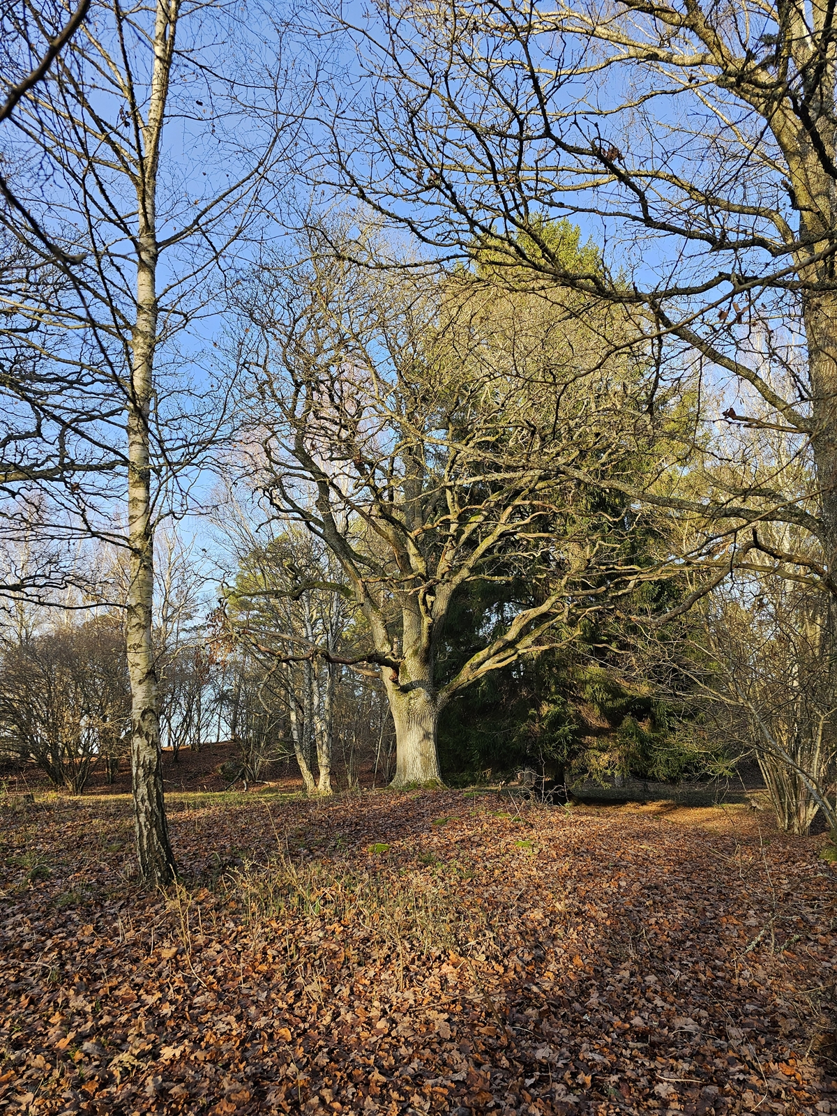 Ytterjarna20251115 124147 003