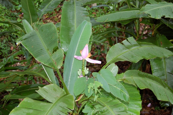 kaosok_banan