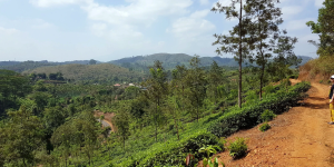Thalappuzha